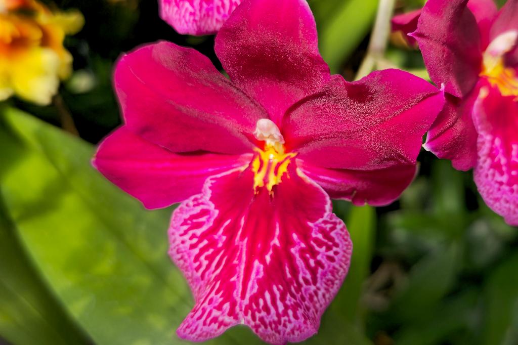 20250222_135403 Tower Hill Botanic Garden, MA.jpg - Orchid (Oncidopsis Francine 'Roseglow'). New England Botanic Garden at Tower Hill, MA, 2-22-2025